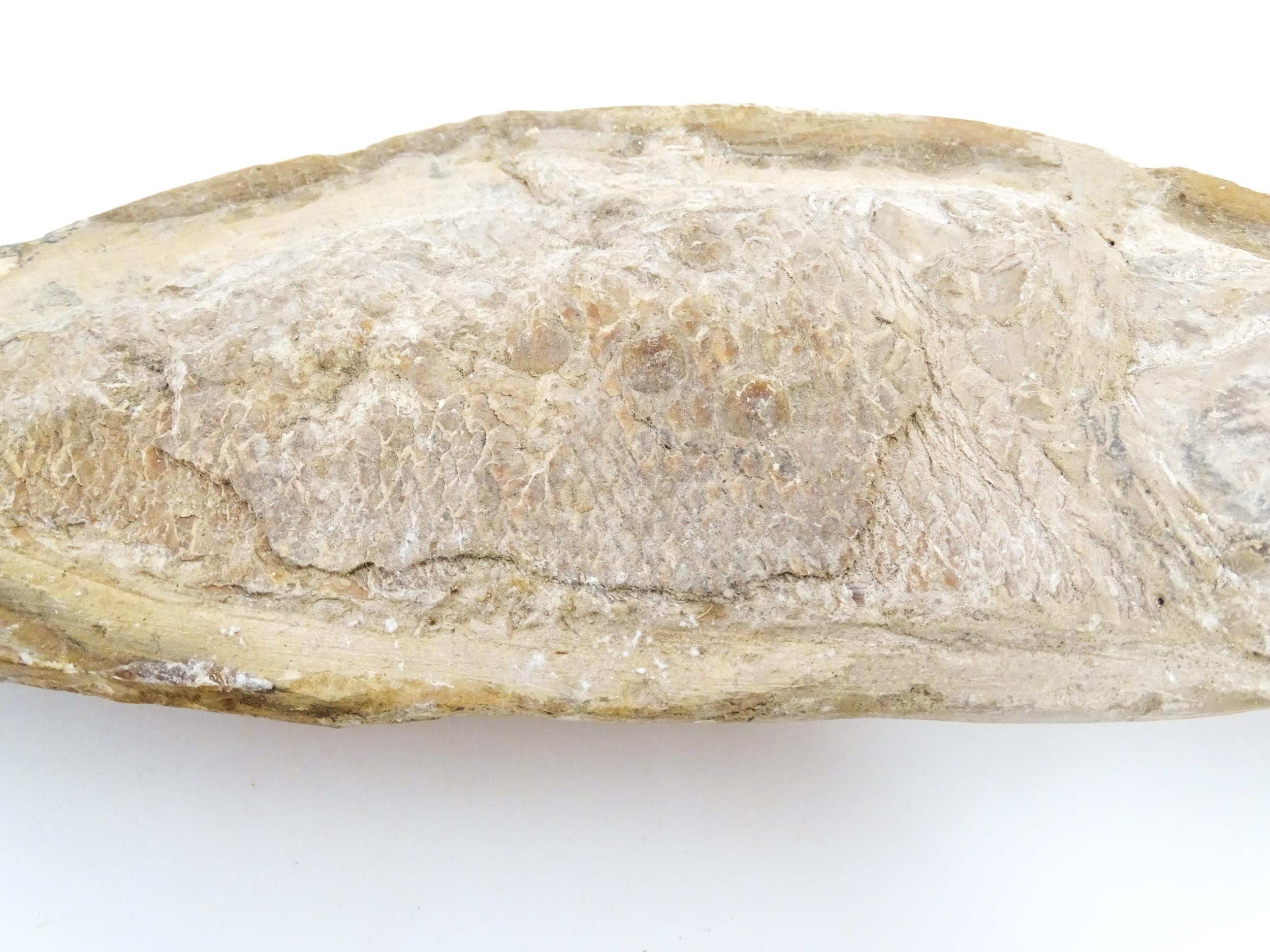 Natural History / Geology Interest: A fossil specimen of a fish. Approx. 8 1/2" wide Please Note - - Image 6 of 6