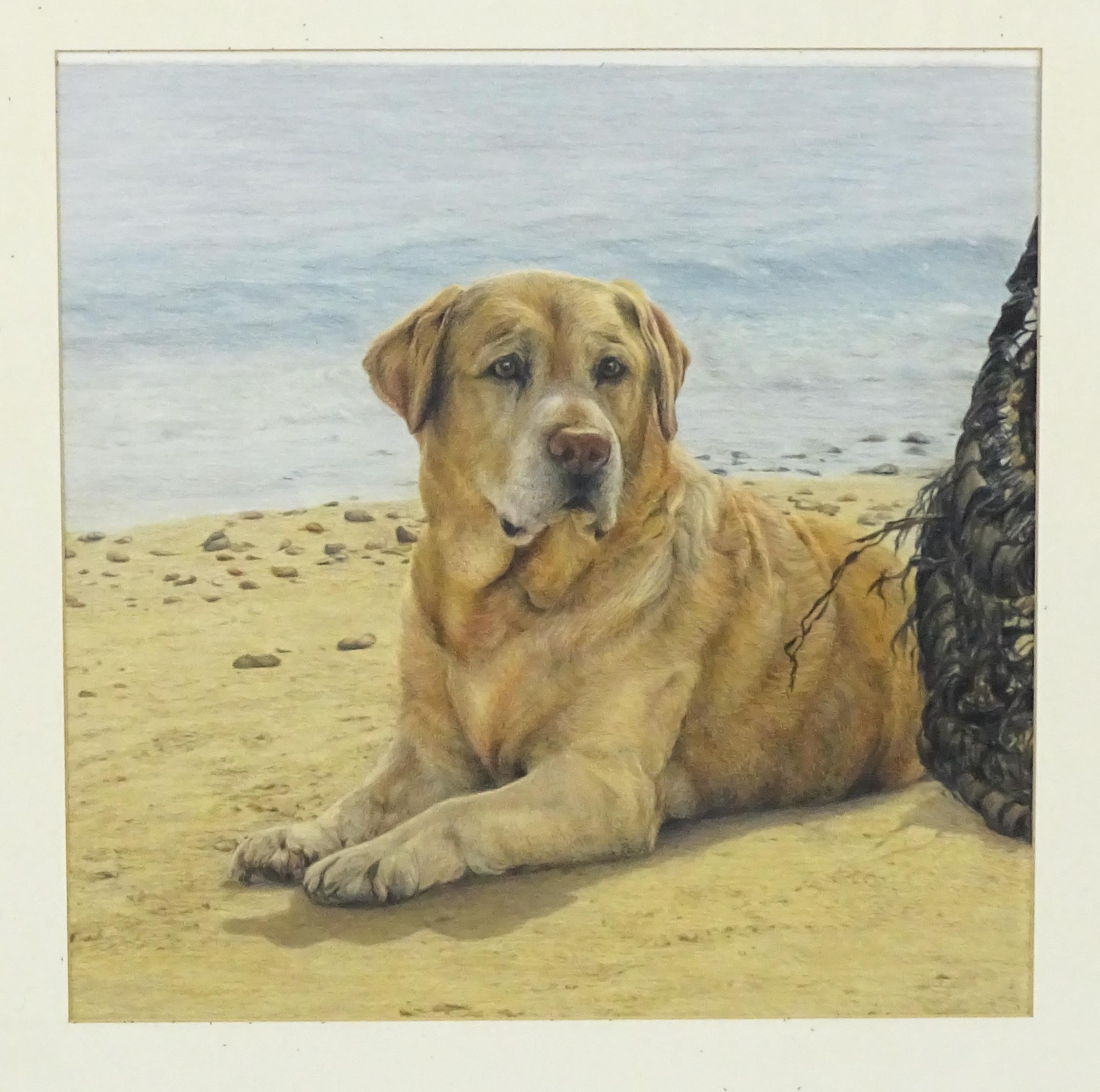 Liz Culyer, 20th century, Coloured pencils, A study of a Labrador dog on beach. Ascribed verso. - Image 3 of 3