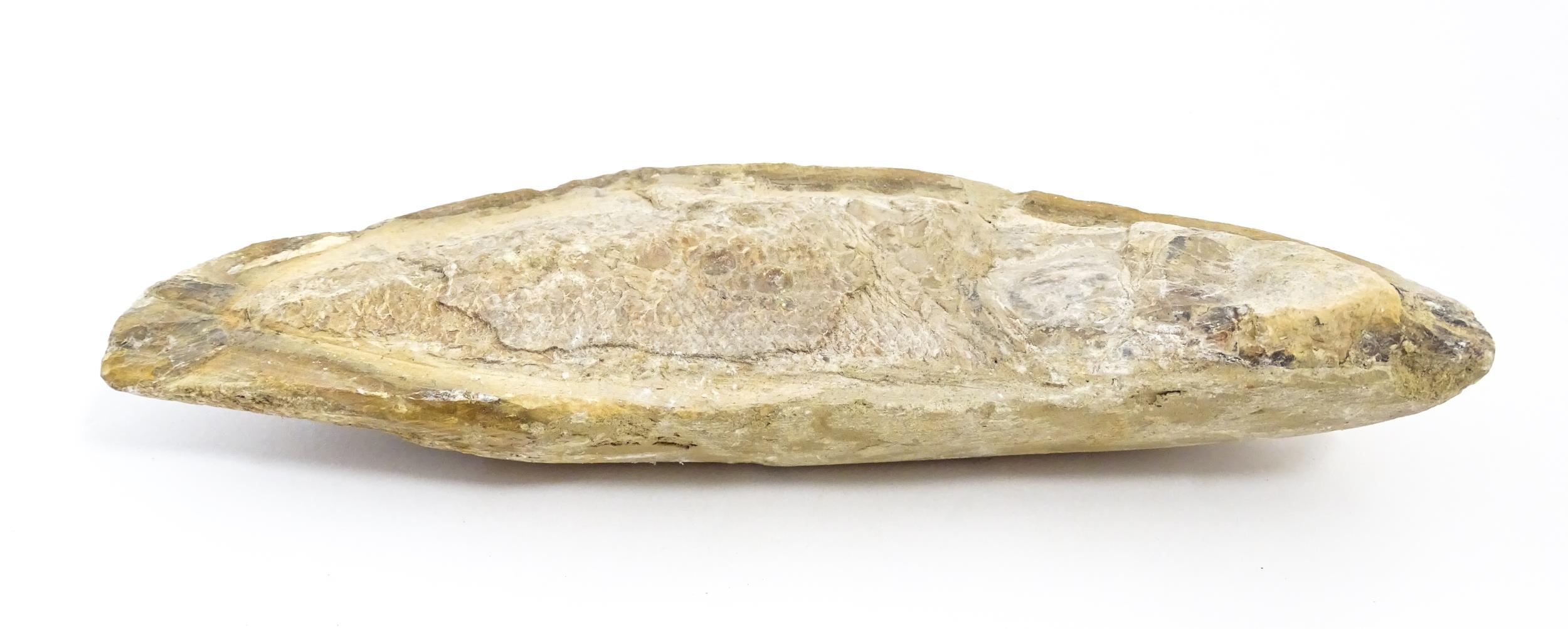 Natural History / Geology Interest: A fossil specimen of a fish. Approx. 8 1/2" wide Please Note - - Image 5 of 6