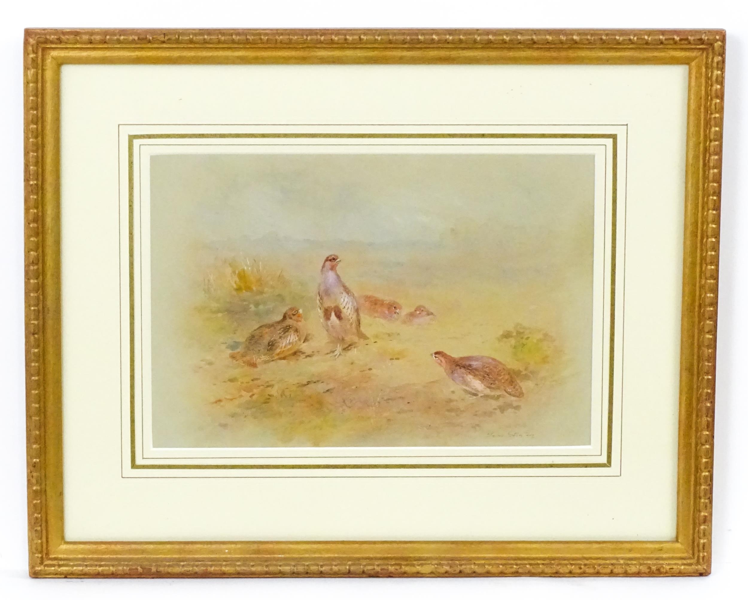 James Stinton (1870-1961), Watercolour, A study of partridge birds in a landscape. Signed lower