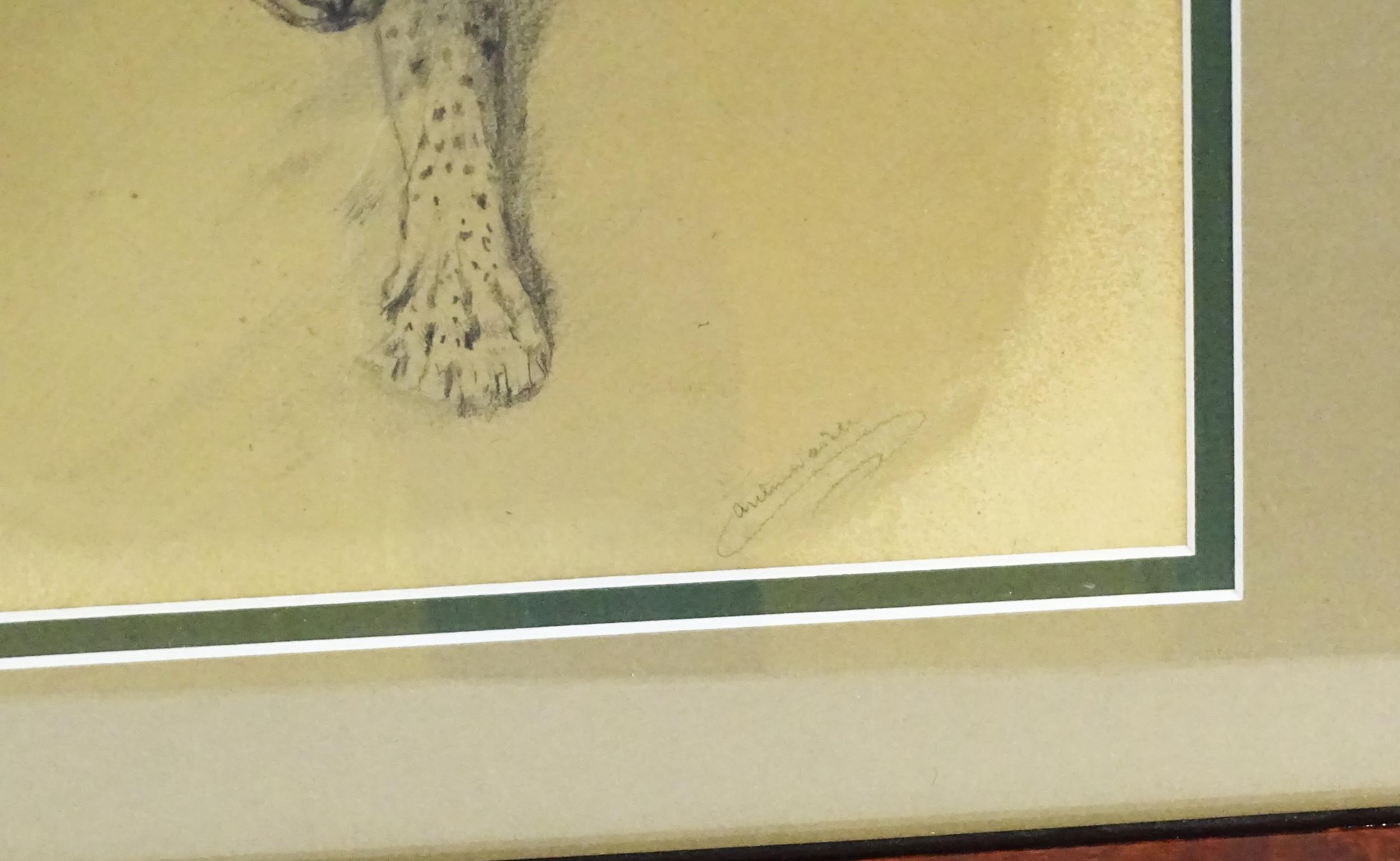 Arthur Wardle (1864-1949), Pencil sketch, A study of a leopard. Signed lower right. Approx. 8" x - Image 4 of 4
