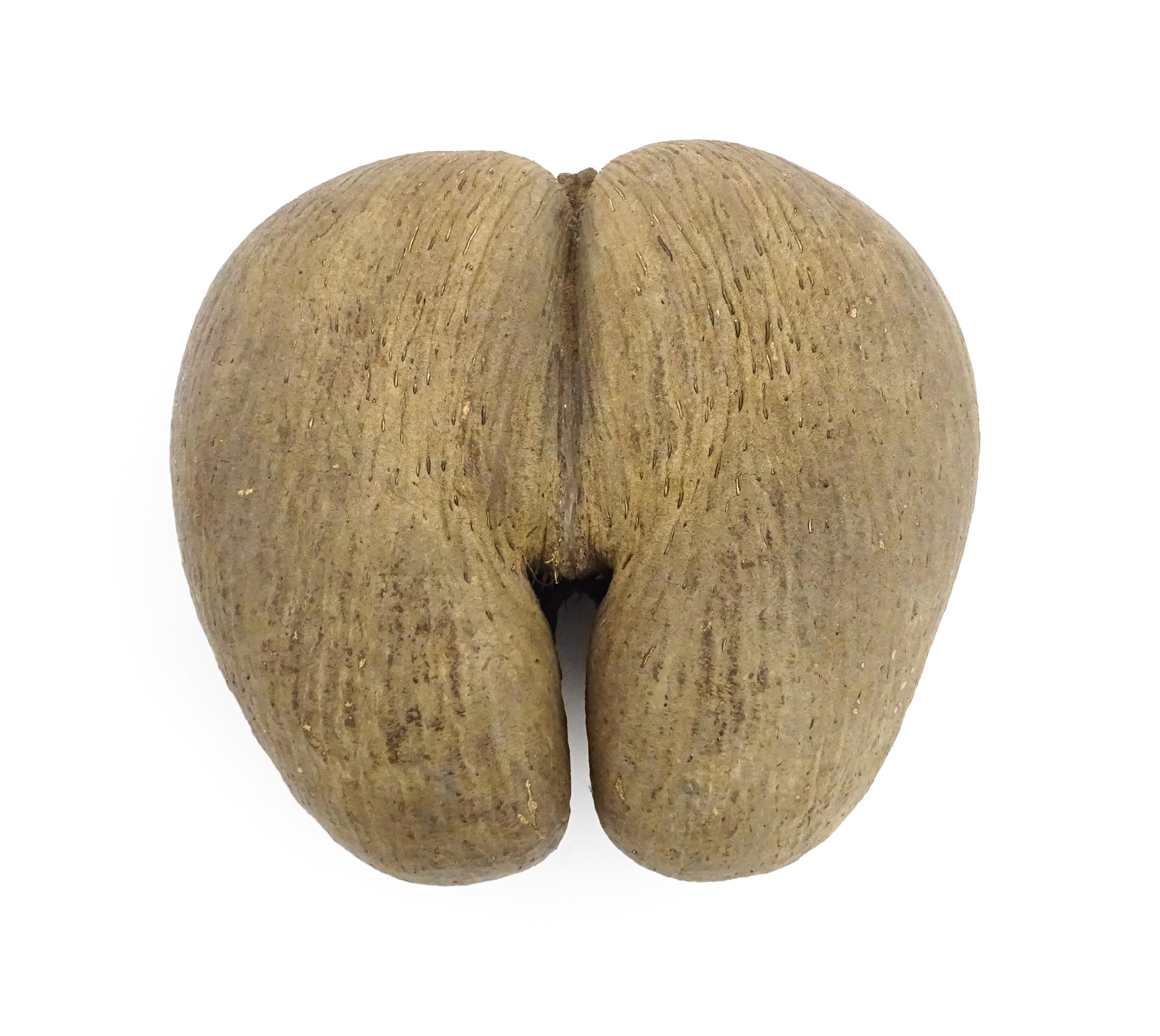 A large unpolished coco de mer nut. Together with a turned wooden stand. Nut approx. 11 3/4" high - Image 10 of 10