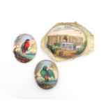 Two early 20thC watercolour miniature ornithological paintings depicting exotic birds perched on a