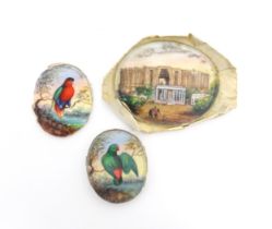 Two early 20thC watercolour miniature ornithological paintings depicting exotic birds perched on a