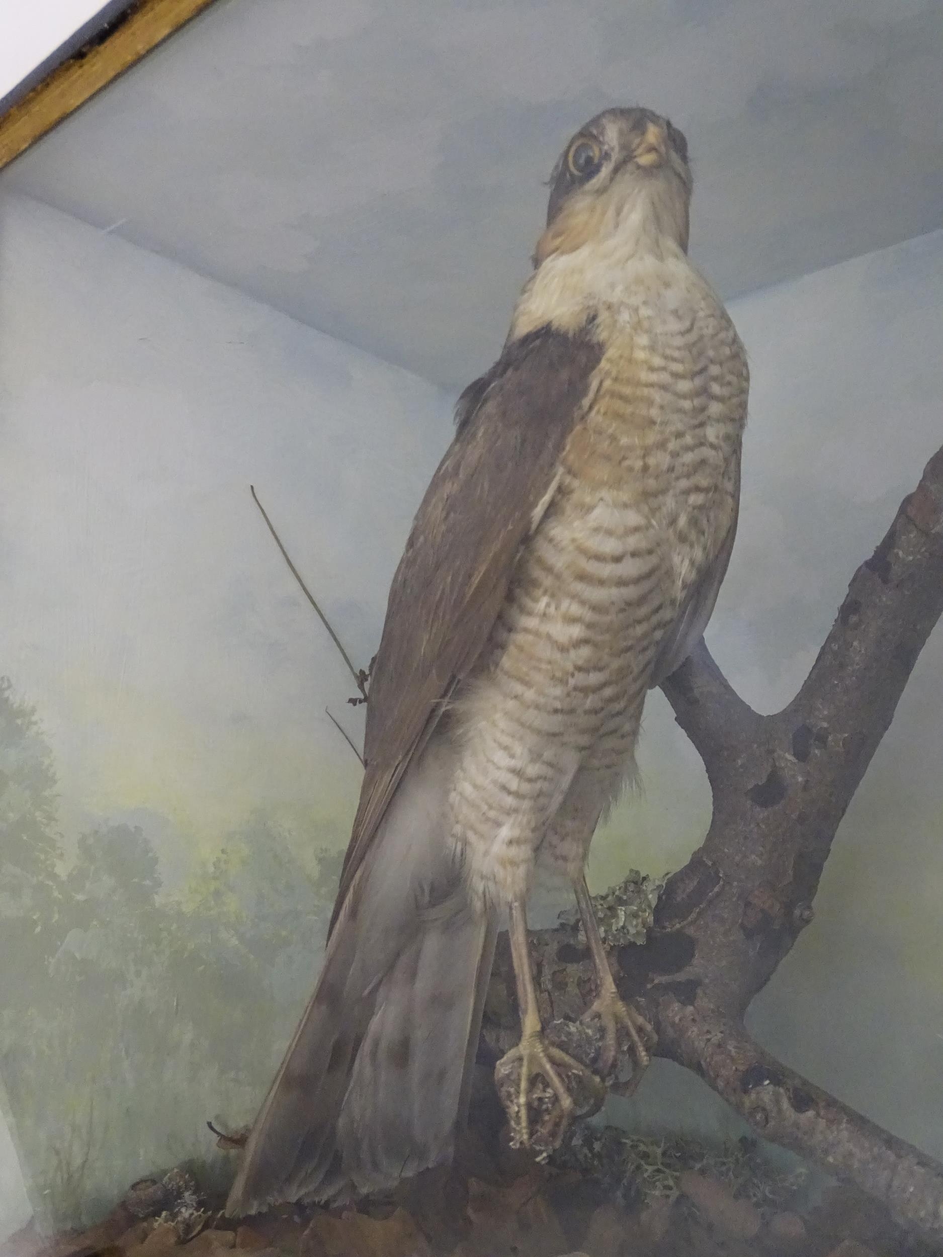 Taxidermy : an early 20thC cased mount of a female Sparrowhawk, posed upon a branch within a - Image 12 of 12