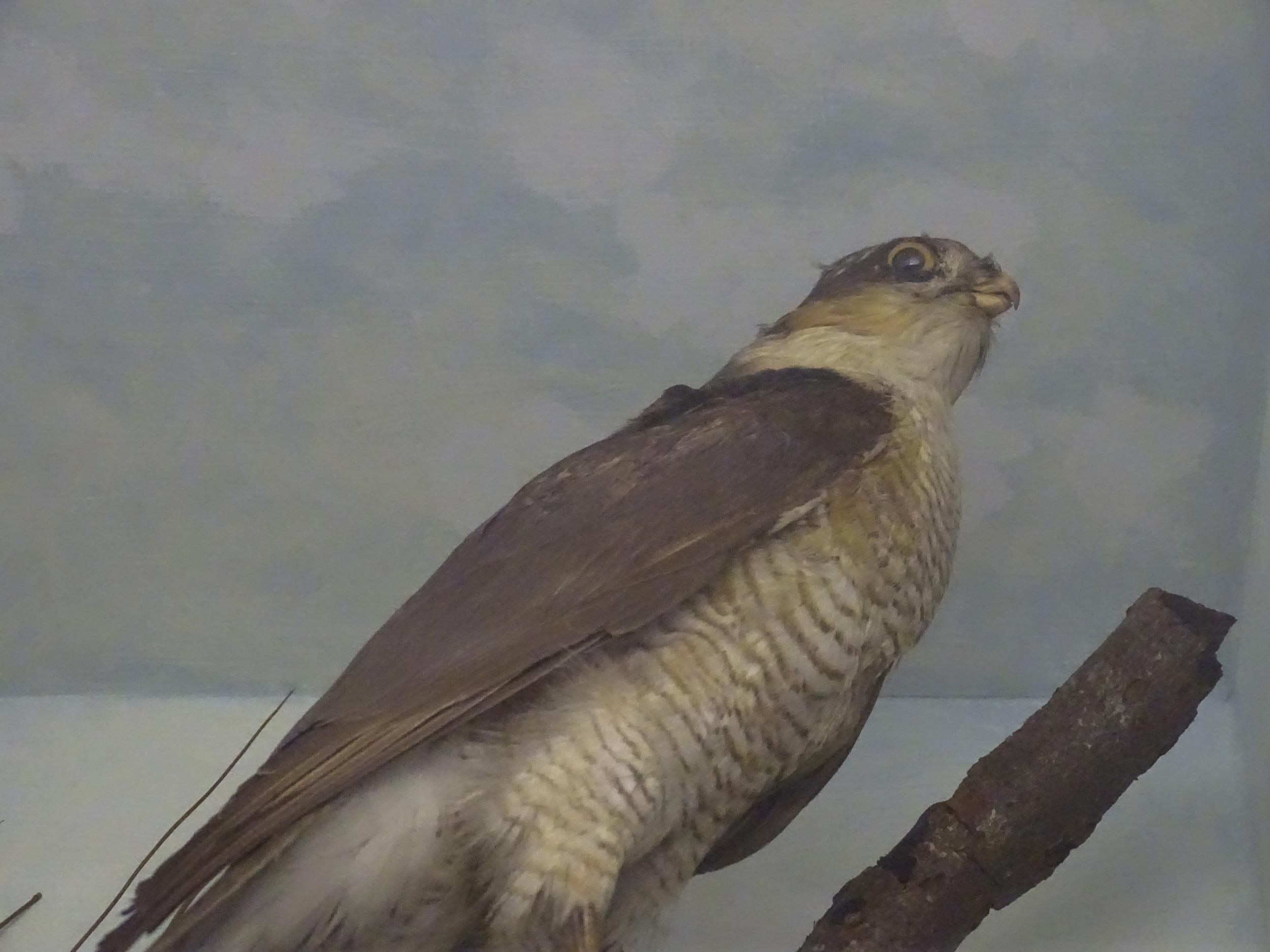 Taxidermy : an early 20thC cased mount of a female Sparrowhawk, posed upon a branch within a - Image 8 of 12