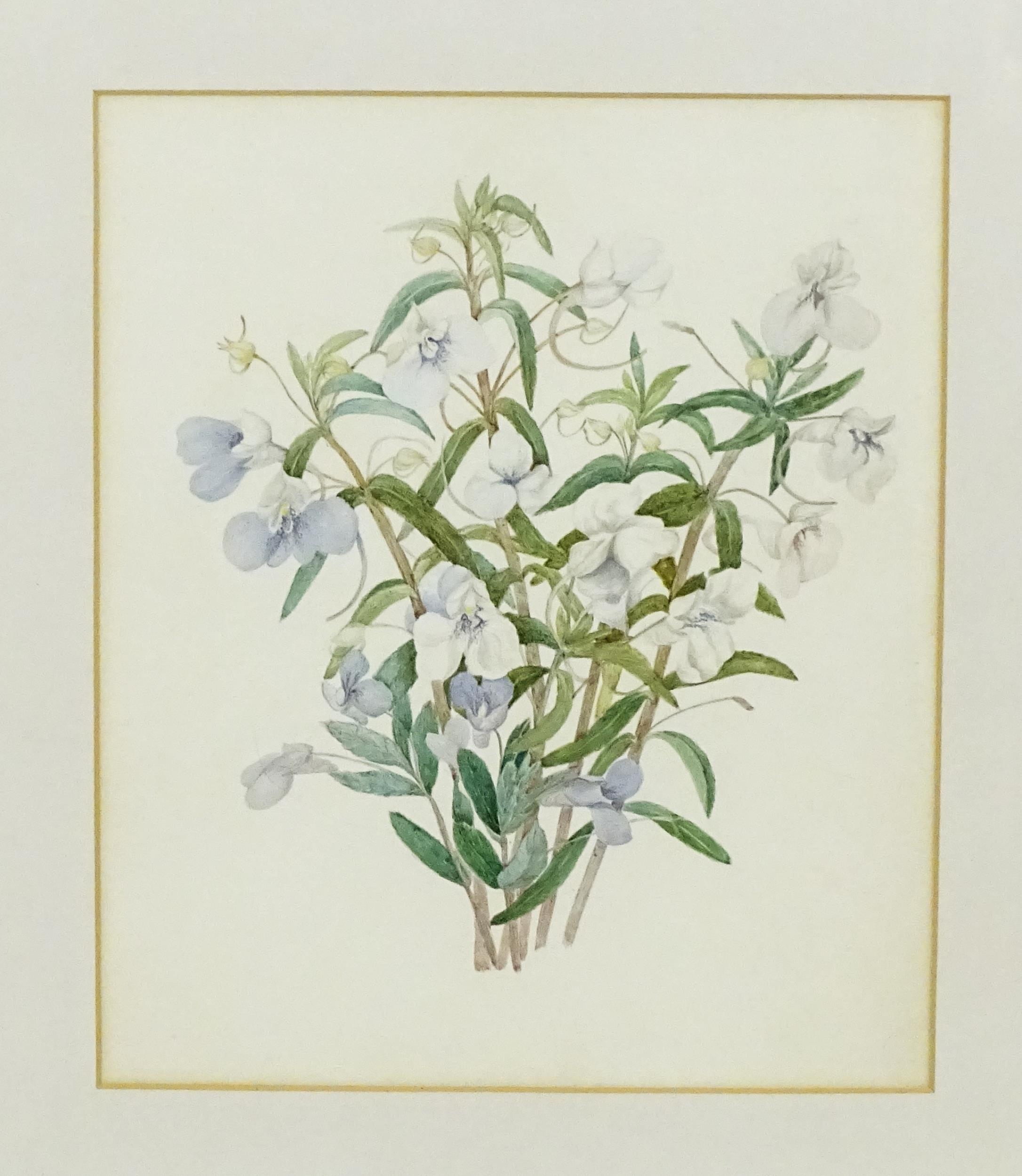 19th / 20th century, Watercolour, A botanical study of a bouquet of purple and white flowers. - Image 3 of 3