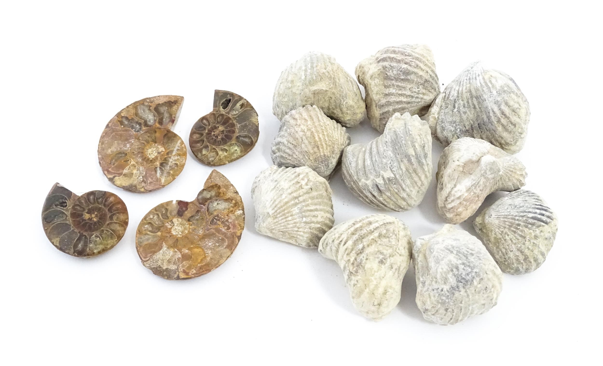 Natural History / Geology Interest: A quantity of Brachiopod fossils, together with four sections of