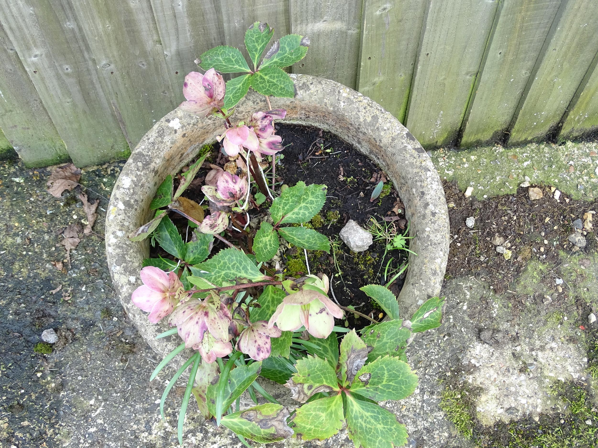 Garden & Architectural : a reconstituted stone planter, approx 13" tall, 18" in diameter Please Note - Image 7 of 7