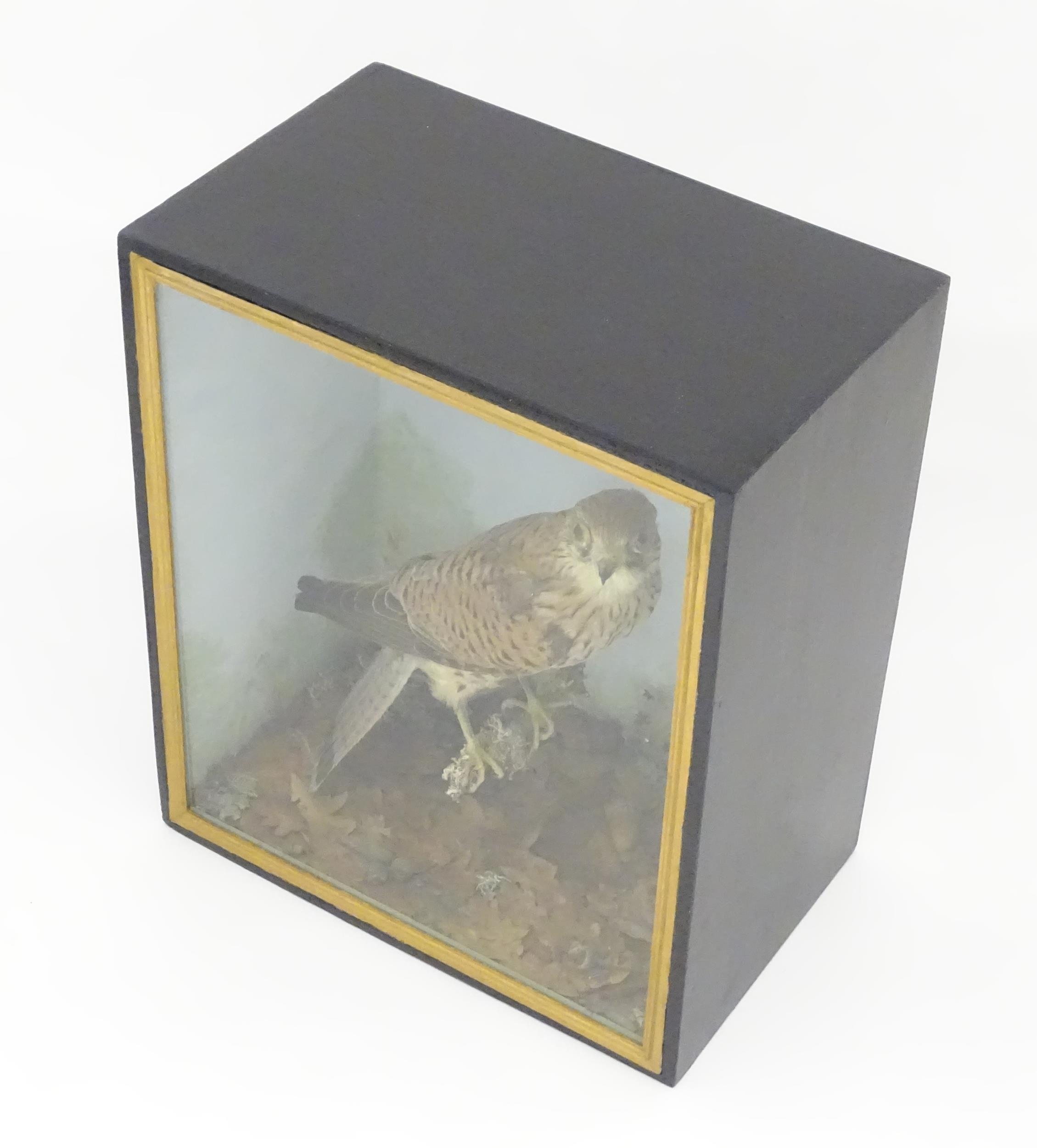 Taxidermy : an early 20thC cased mount of a male Kestrel, posed upon a branch within a - Image 4 of 11