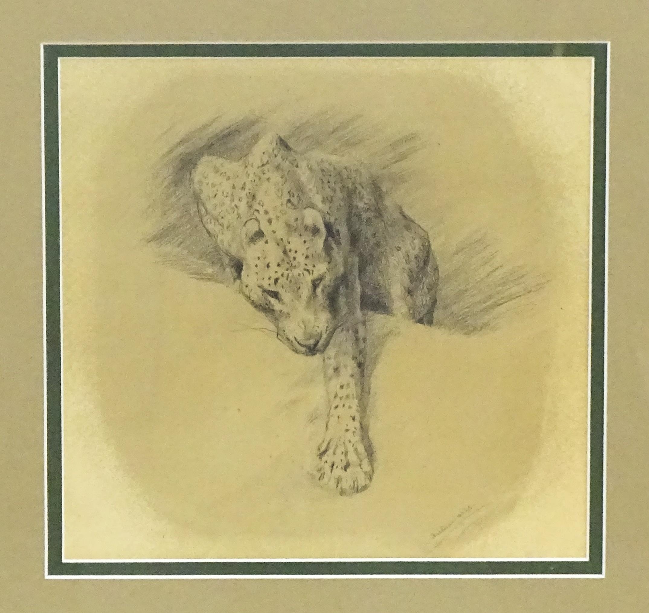 Arthur Wardle (1864-1949), Pencil sketch, A study of a leopard. Signed lower right. Approx. 8" x - Image 3 of 4