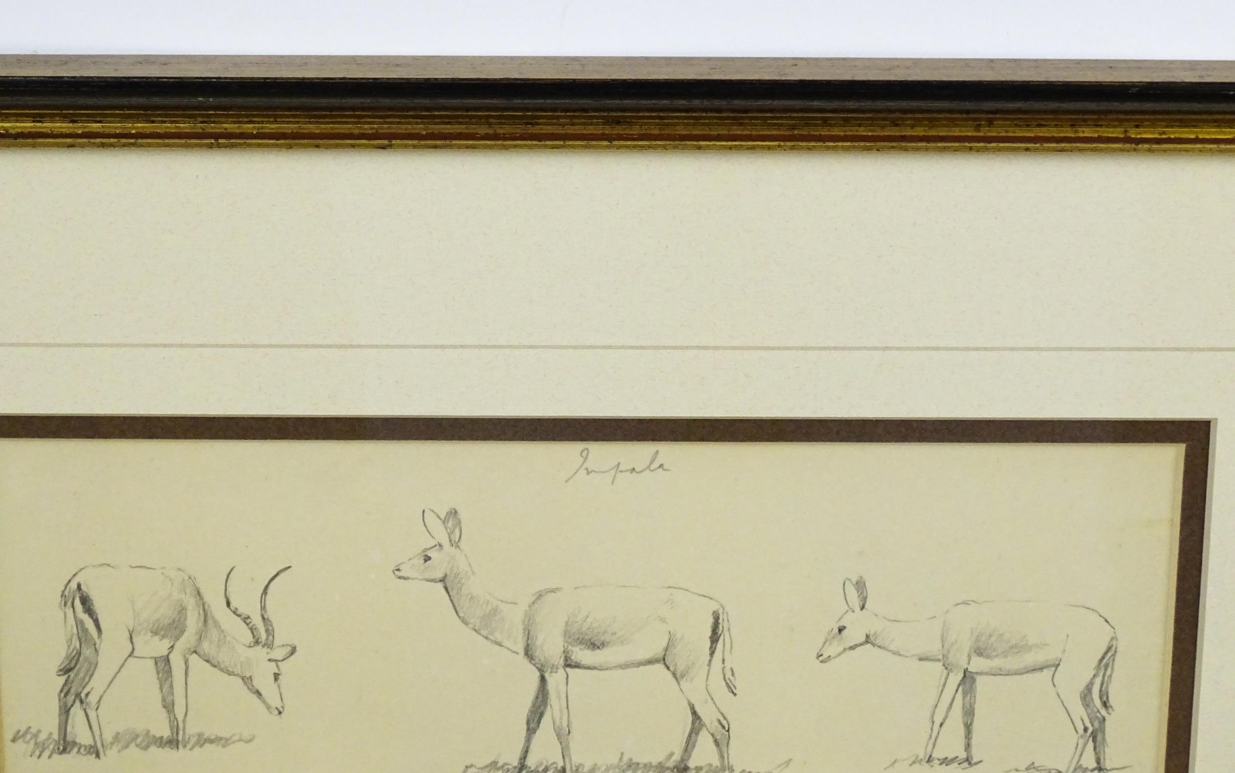 John Cyril Harrison (1898-1985), Pencil sketch, Six studies of Impala. Ascribed verso 'Impala - Image 4 of 4