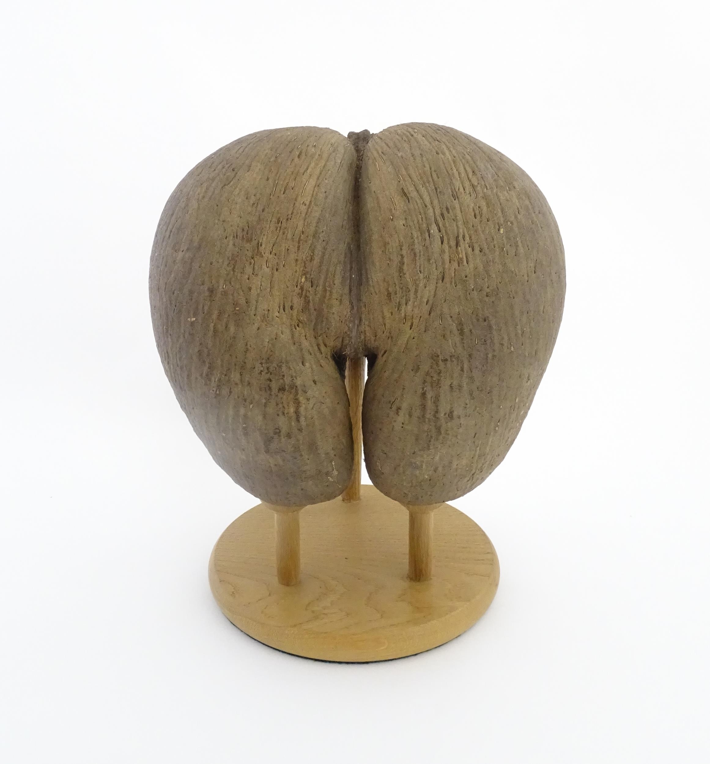 A large unpolished coco de mer nut. Together with a turned wooden stand. Nut approx. 11 3/4" high