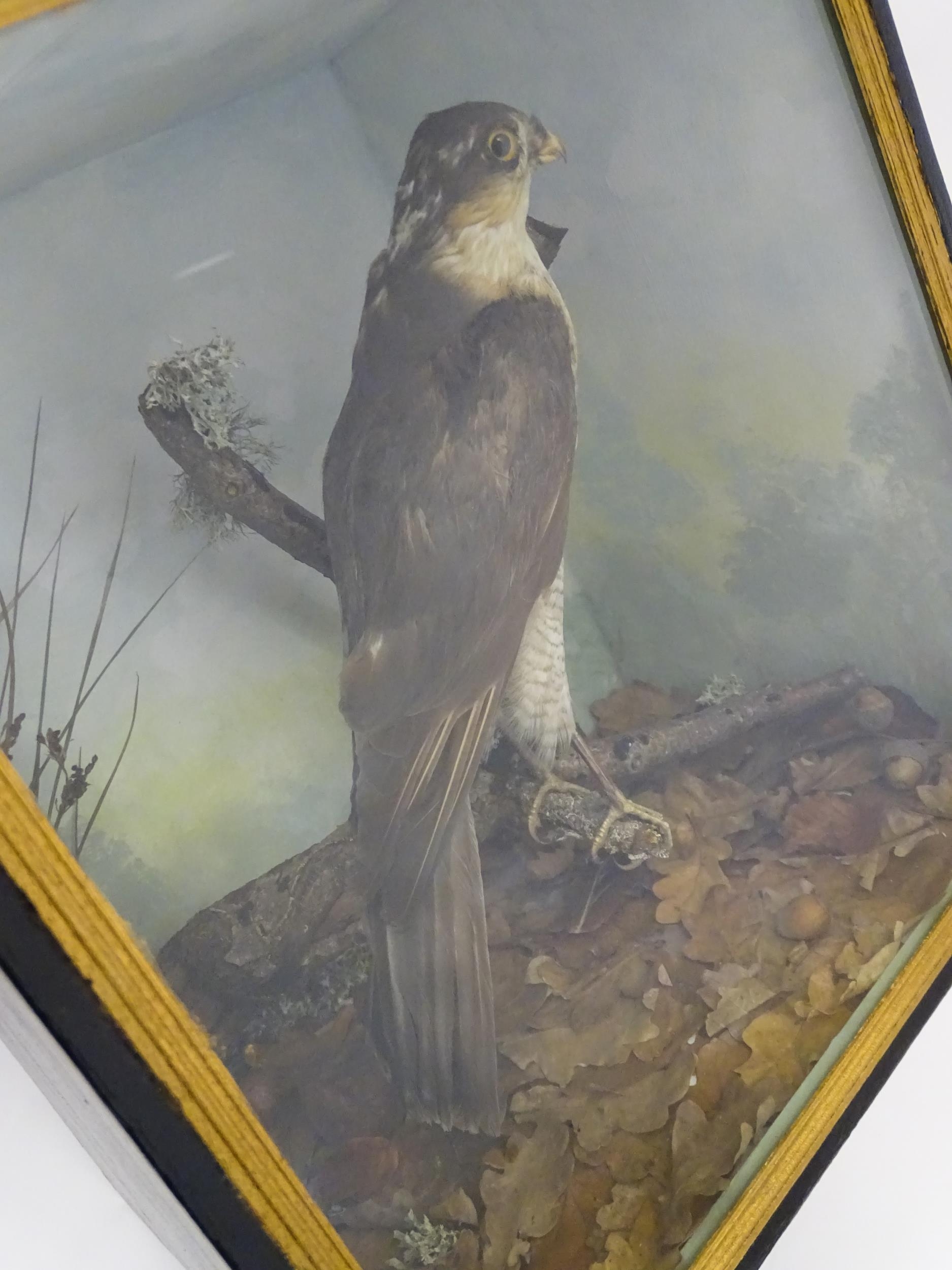 Taxidermy : an early 20thC cased mount of a female Sparrowhawk, posed upon a branch within a - Image 2 of 12