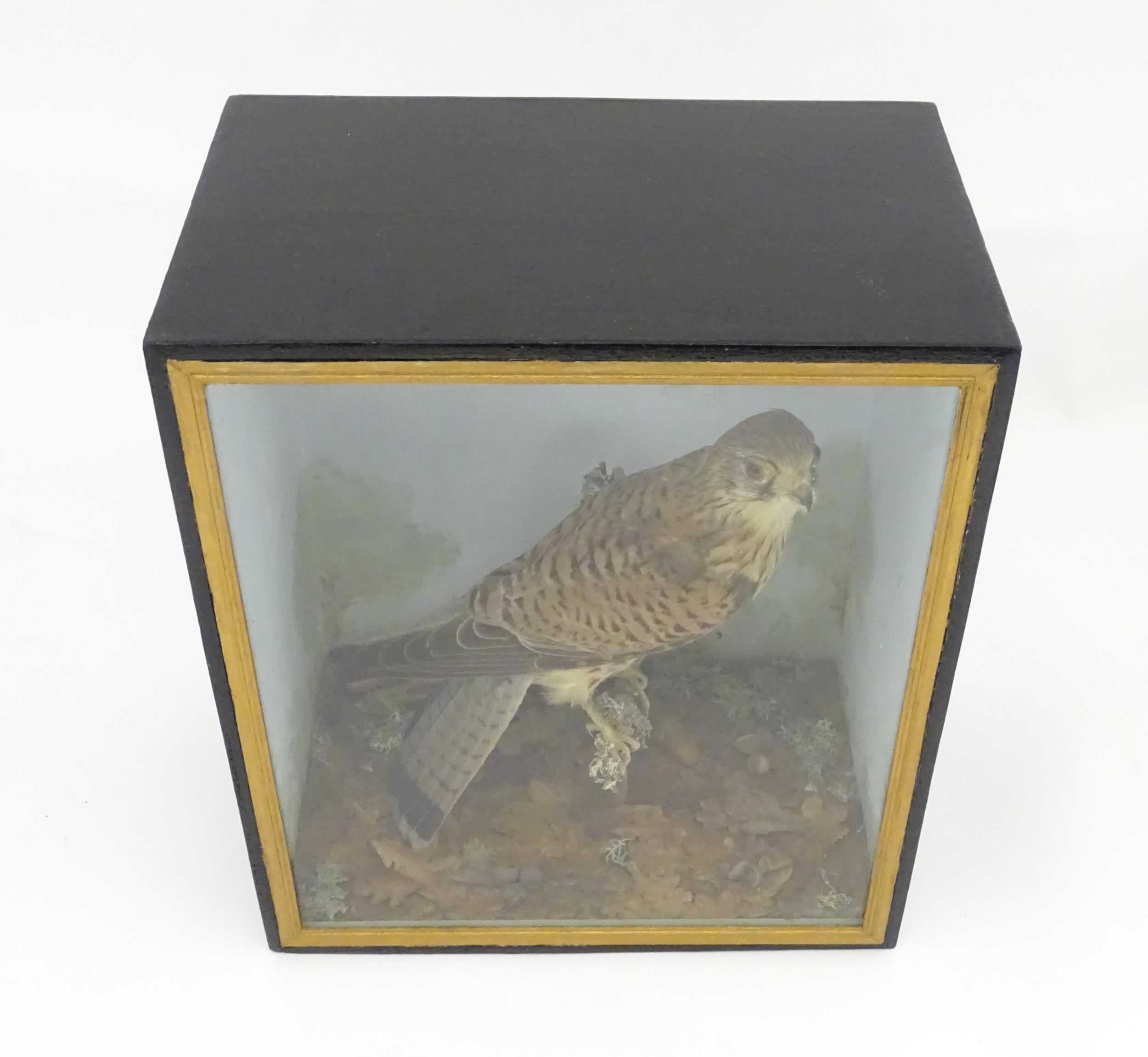 Taxidermy : an early 20thC cased mount of a male Kestrel, posed upon a branch within a - Image 9 of 11