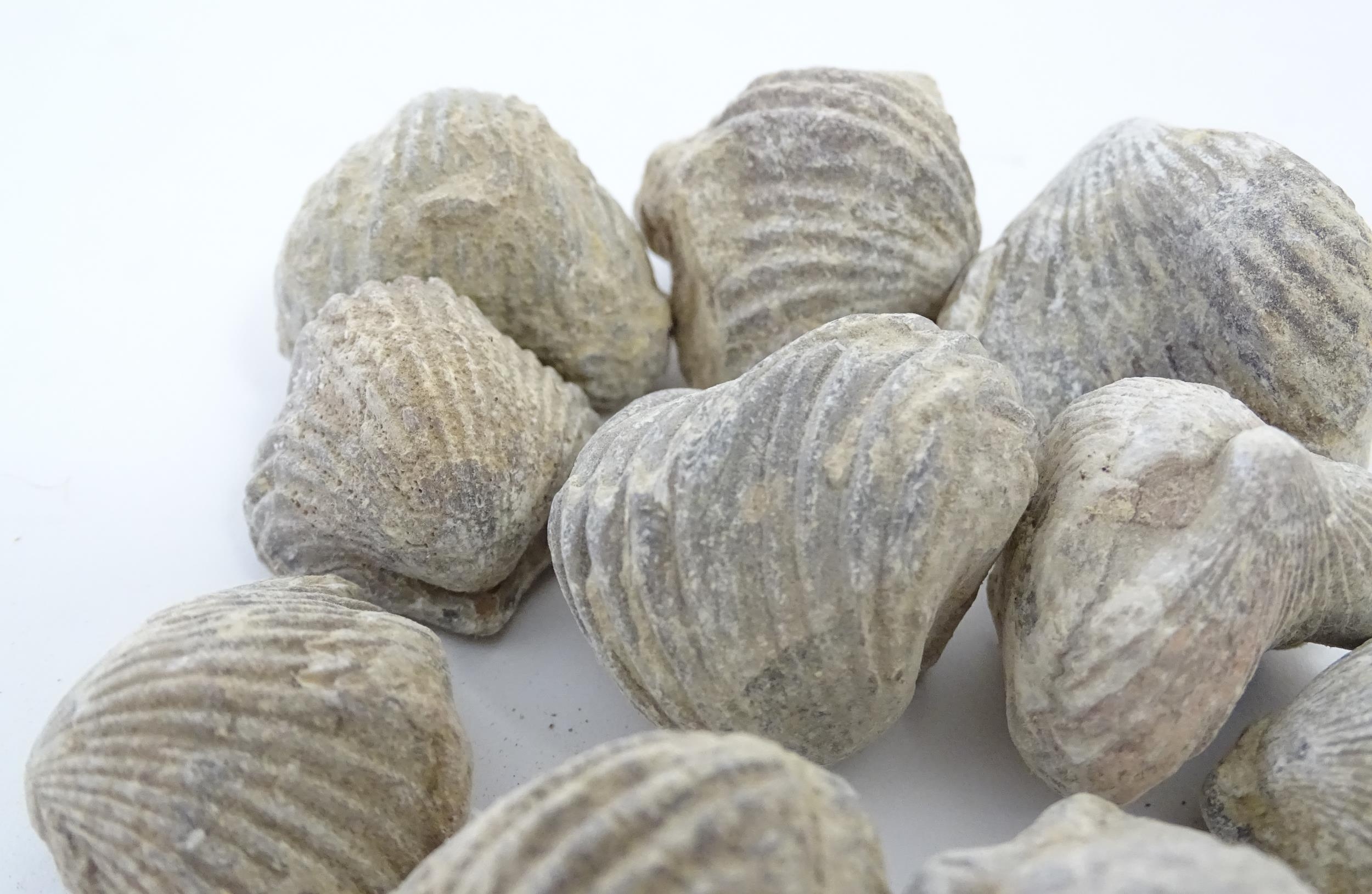 Natural History / Geology Interest: A quantity of Brachiopod fossils, together with four sections of - Image 6 of 14