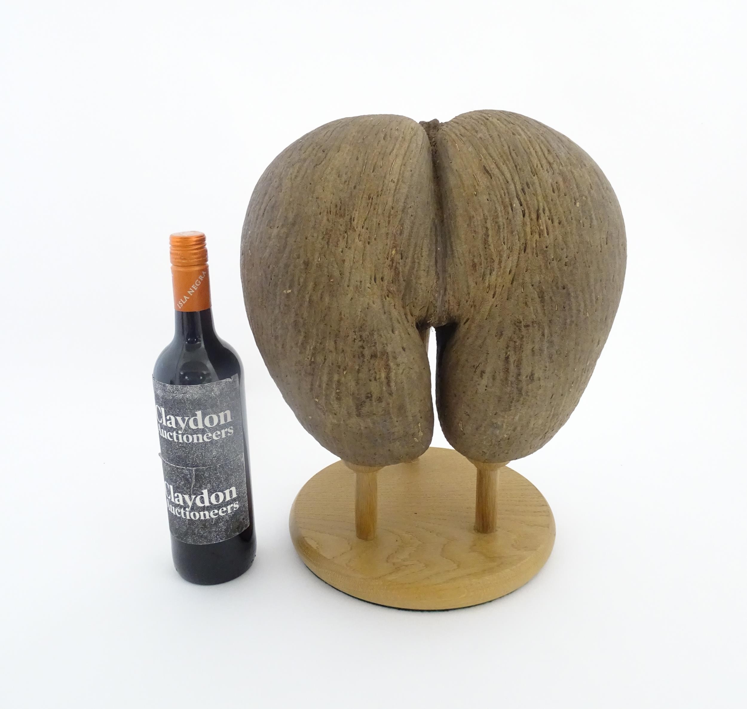 A large unpolished coco de mer nut. Together with a turned wooden stand. Nut approx. 11 3/4" high - Image 2 of 10