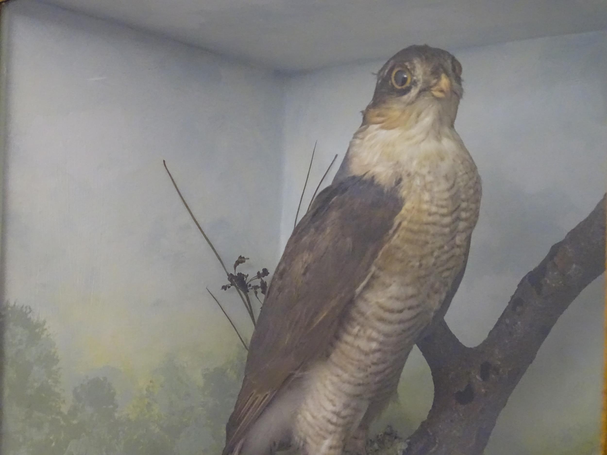 Taxidermy : an early 20thC cased mount of a female Sparrowhawk, posed upon a branch within a - Image 11 of 12