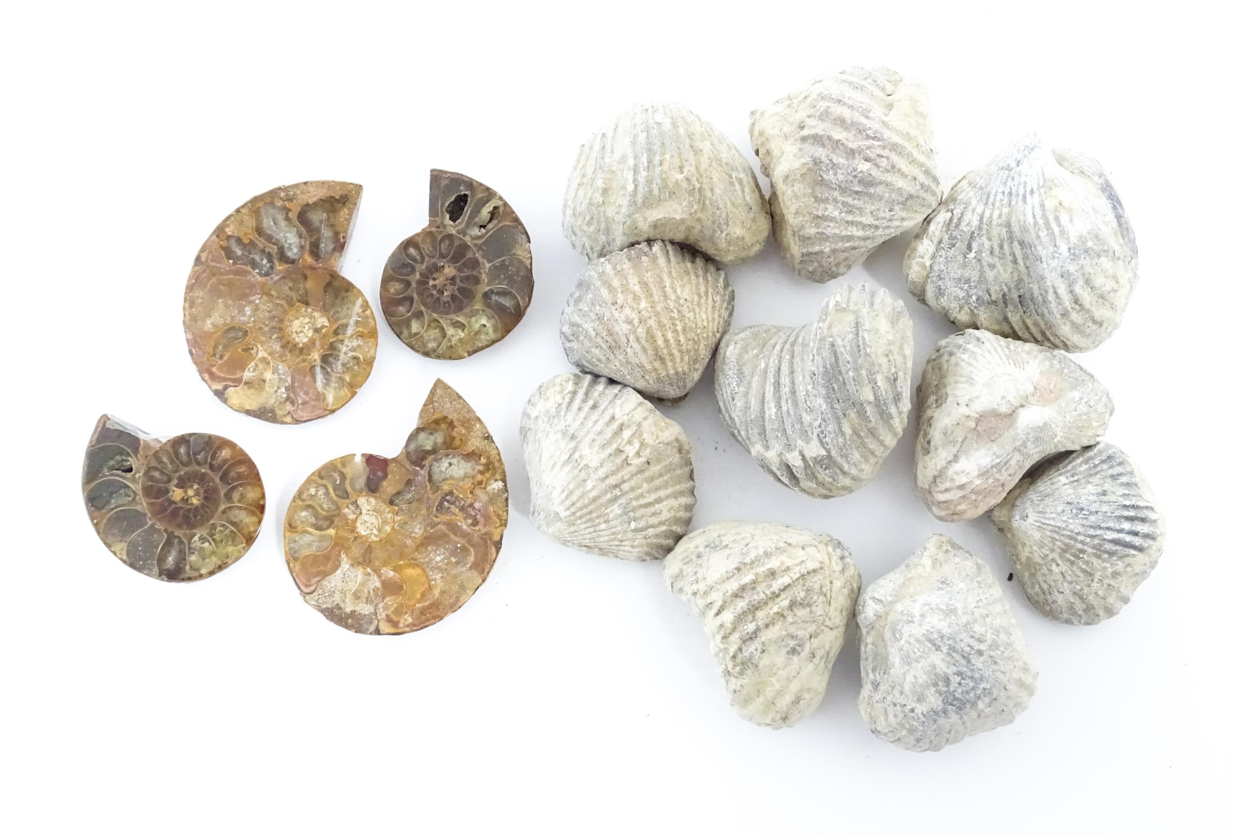 Natural History / Geology Interest: A quantity of Brachiopod fossils, together with four sections of - Image 3 of 14