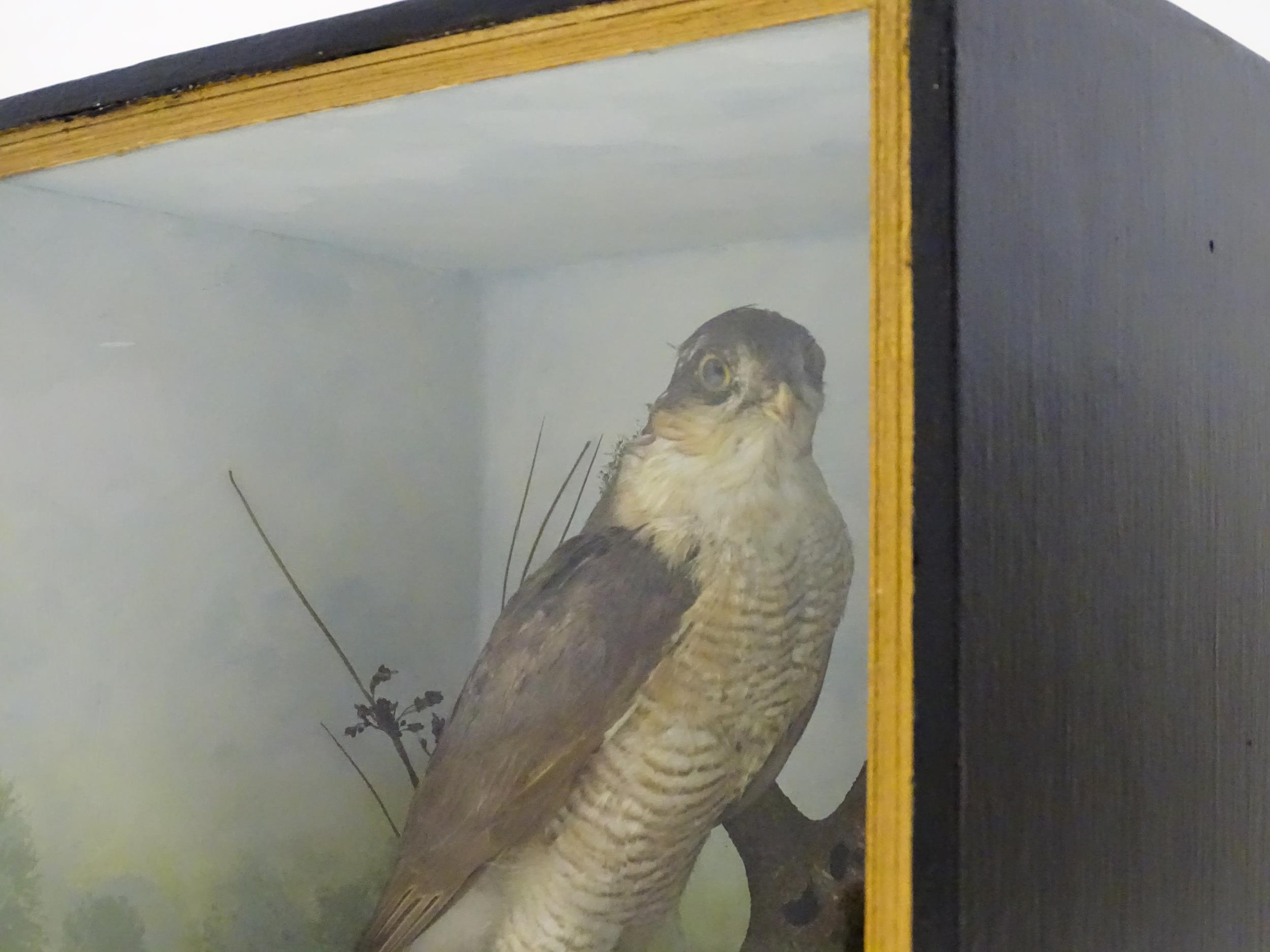 Taxidermy : an early 20thC cased mount of a female Sparrowhawk, posed upon a branch within a - Image 6 of 12