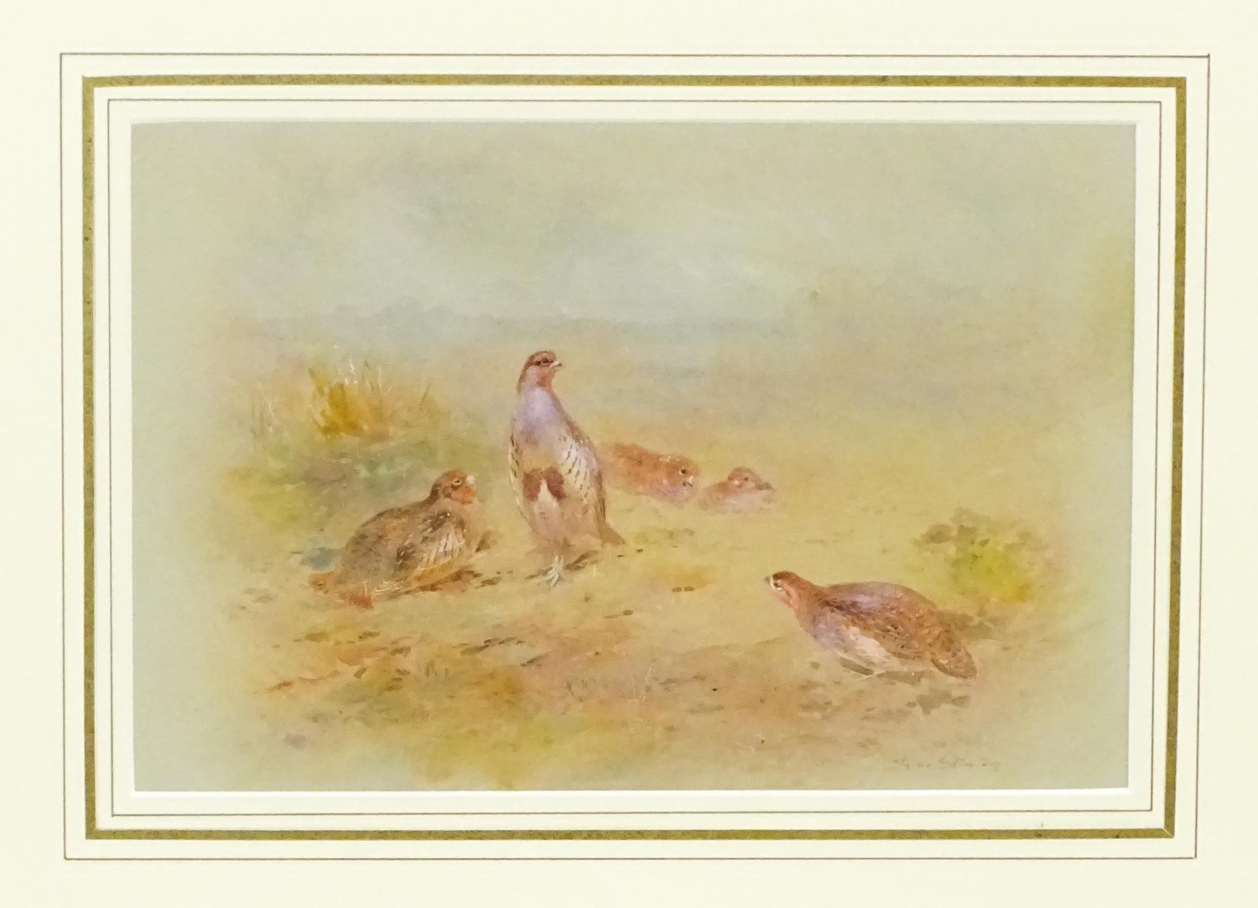 James Stinton (1870-1961), Watercolour, A study of partridge birds in a landscape. Signed lower - Image 3 of 4