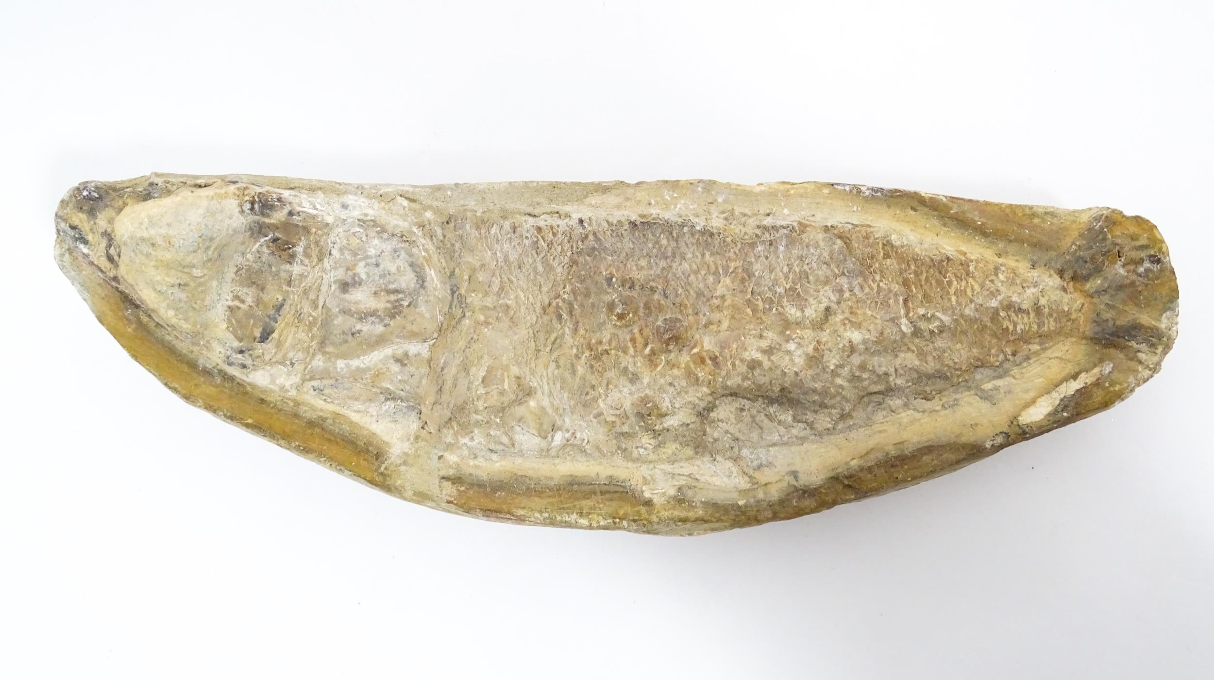 Natural History / Geology Interest: A fossil specimen of a fish. Approx. 8 1/2" wide Please Note - - Image 3 of 6