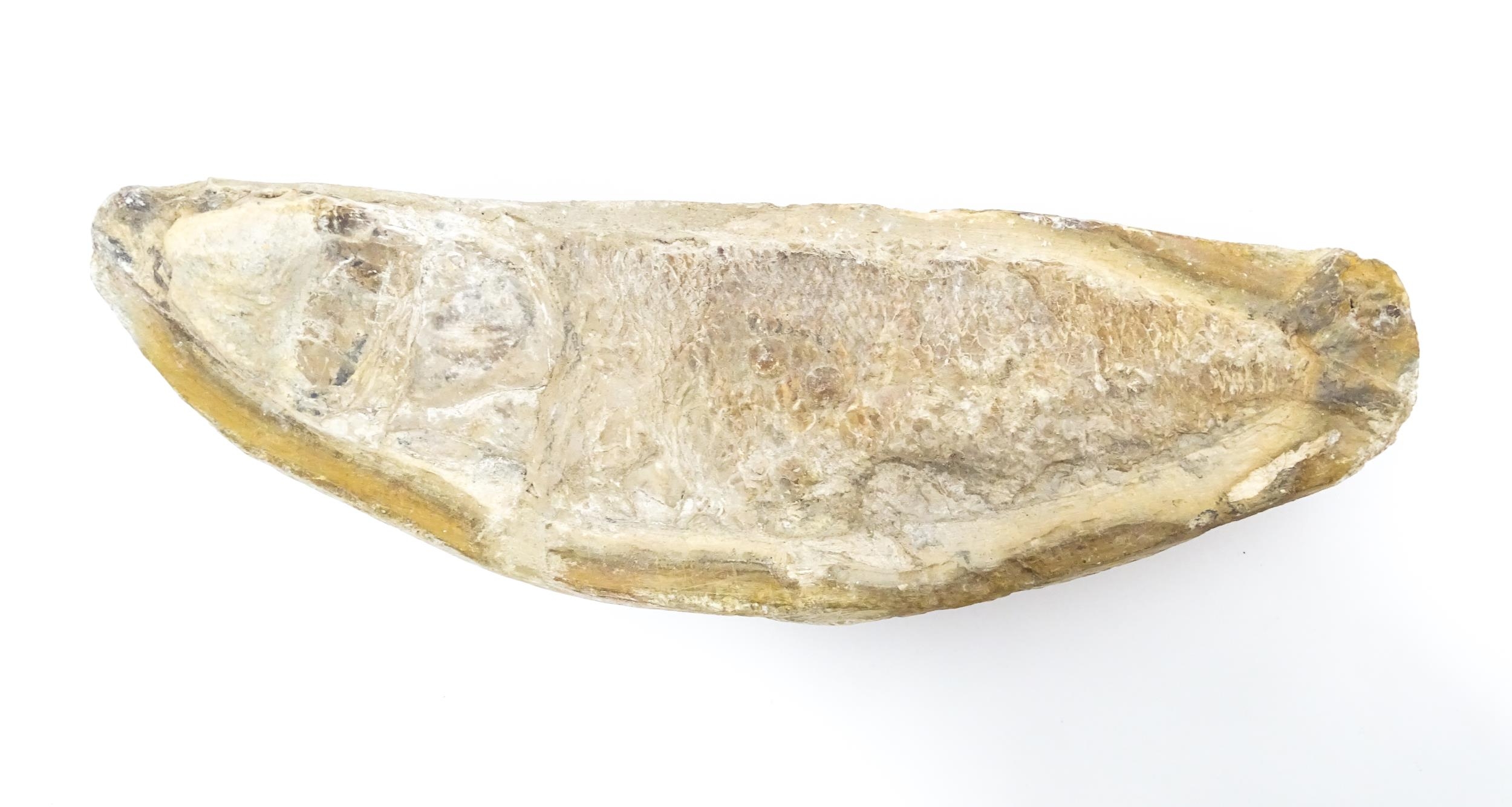 Natural History / Geology Interest: A fossil specimen of a fish. Approx. 8 1/2" wide Please Note -