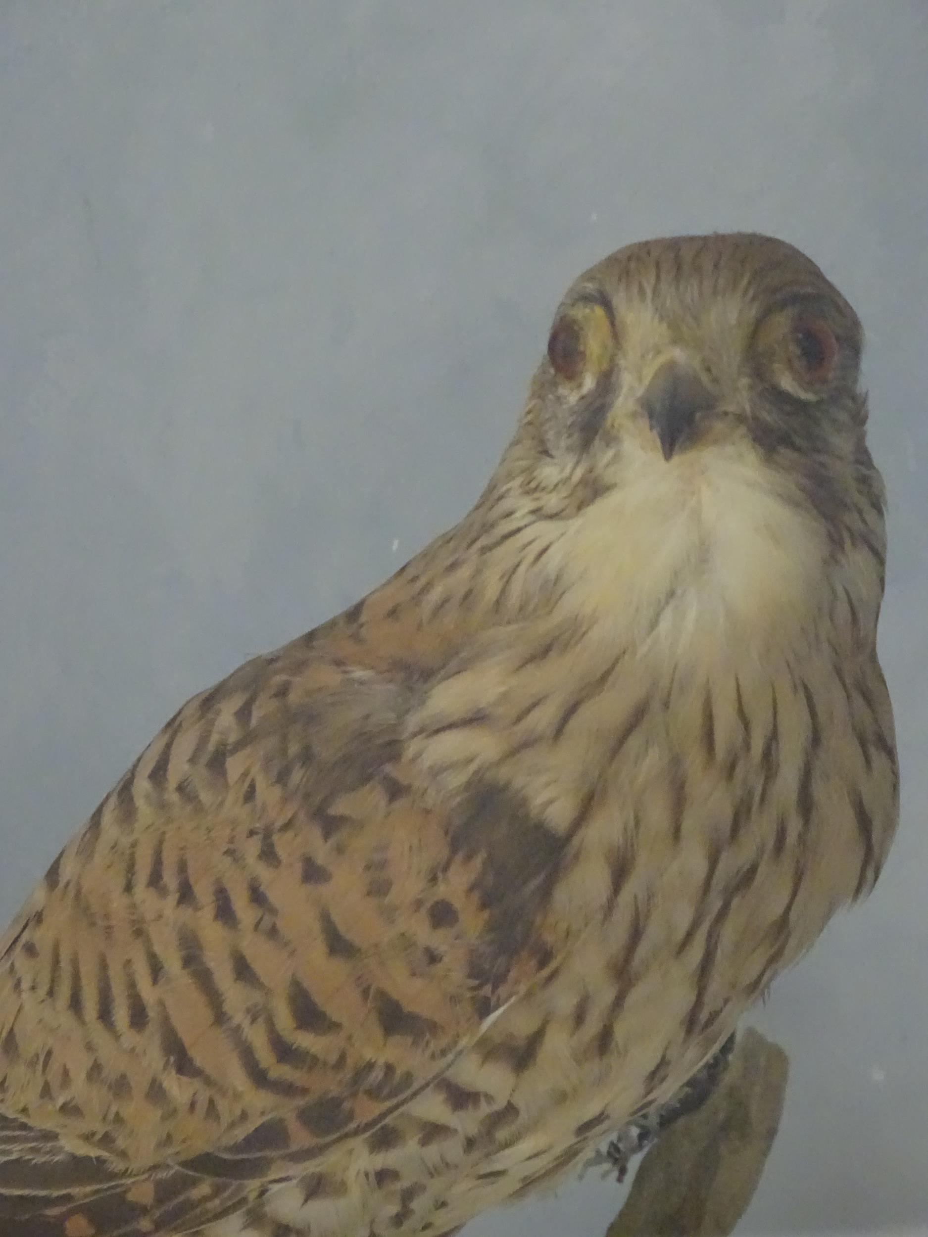 Taxidermy : an early 20thC cased mount of a male Kestrel, posed upon a branch within a - Image 7 of 11