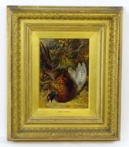 James Hardy (1832-1889), Oil on board, A study of a cock pheasant. Signed and dated (18)81 lower