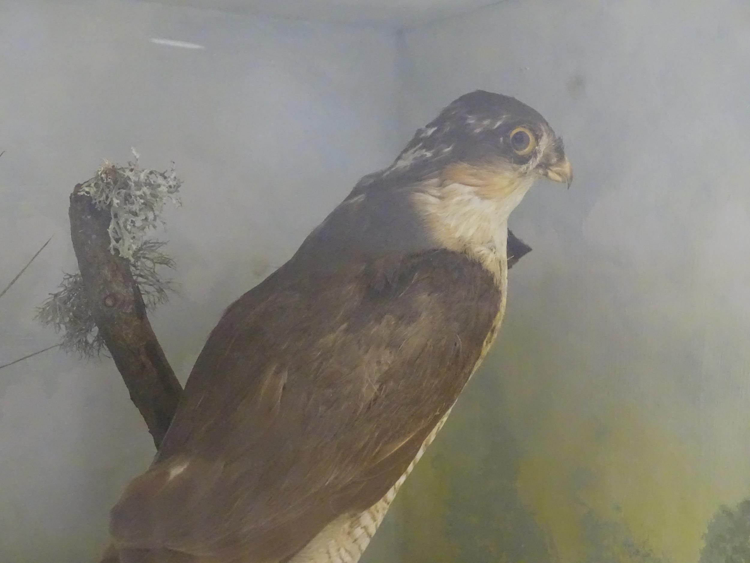 Taxidermy : an early 20thC cased mount of a female Sparrowhawk, posed upon a branch within a - Image 7 of 12