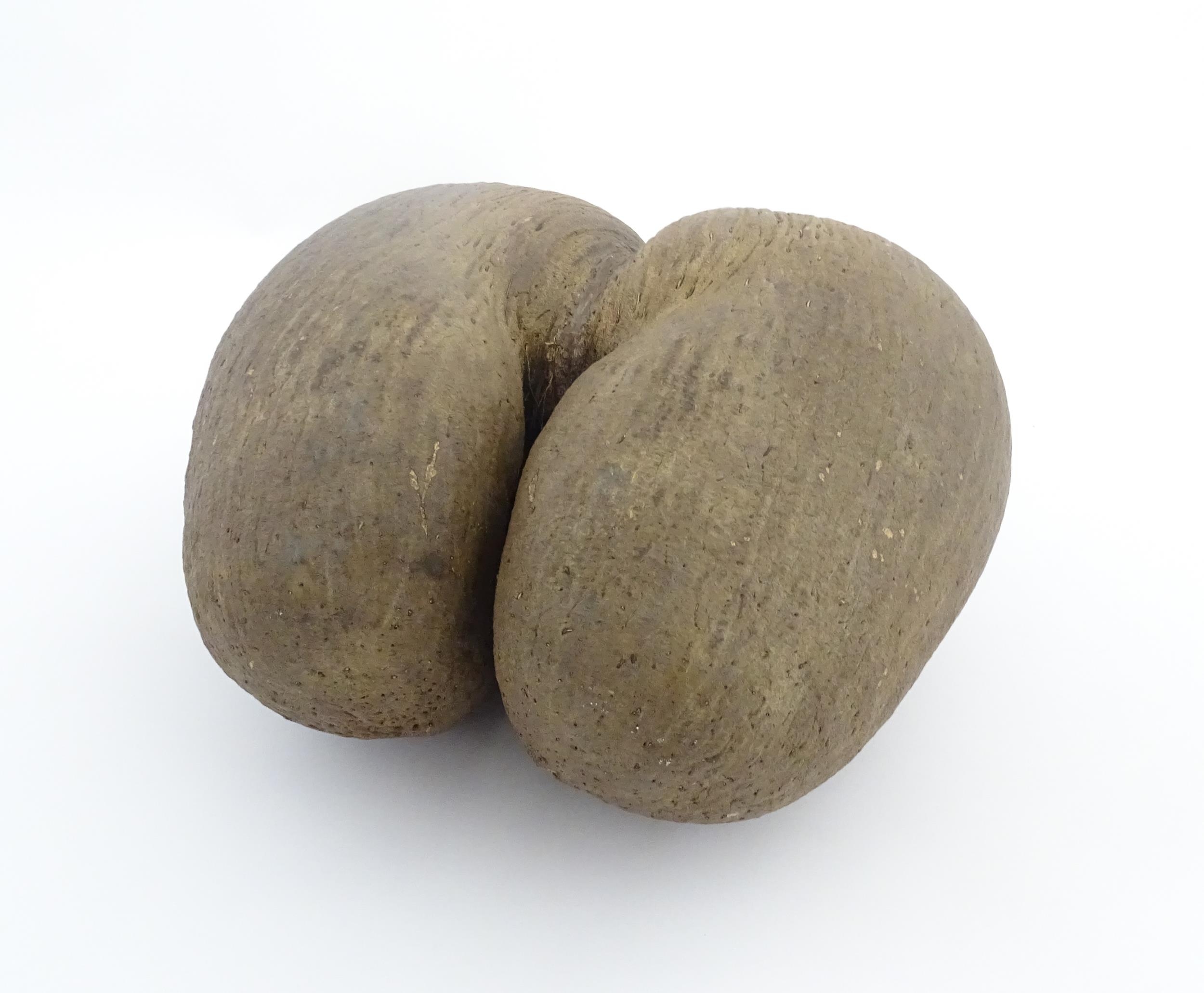 A large unpolished coco de mer nut. Together with a turned wooden stand. Nut approx. 11 3/4" high - Image 5 of 10