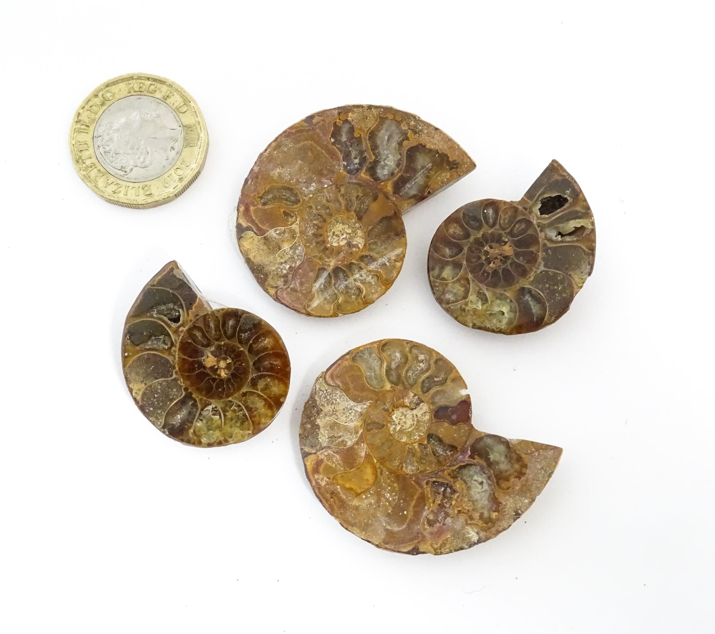 Natural History / Geology Interest: A quantity of Brachiopod fossils, together with four sections of - Image 11 of 14