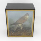 Taxidermy : an early 20thC cased mount of a male Kestrel, posed upon a branch within a