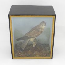 Taxidermy : an early 20thC cased mount of a male Kestrel, posed upon a branch within a