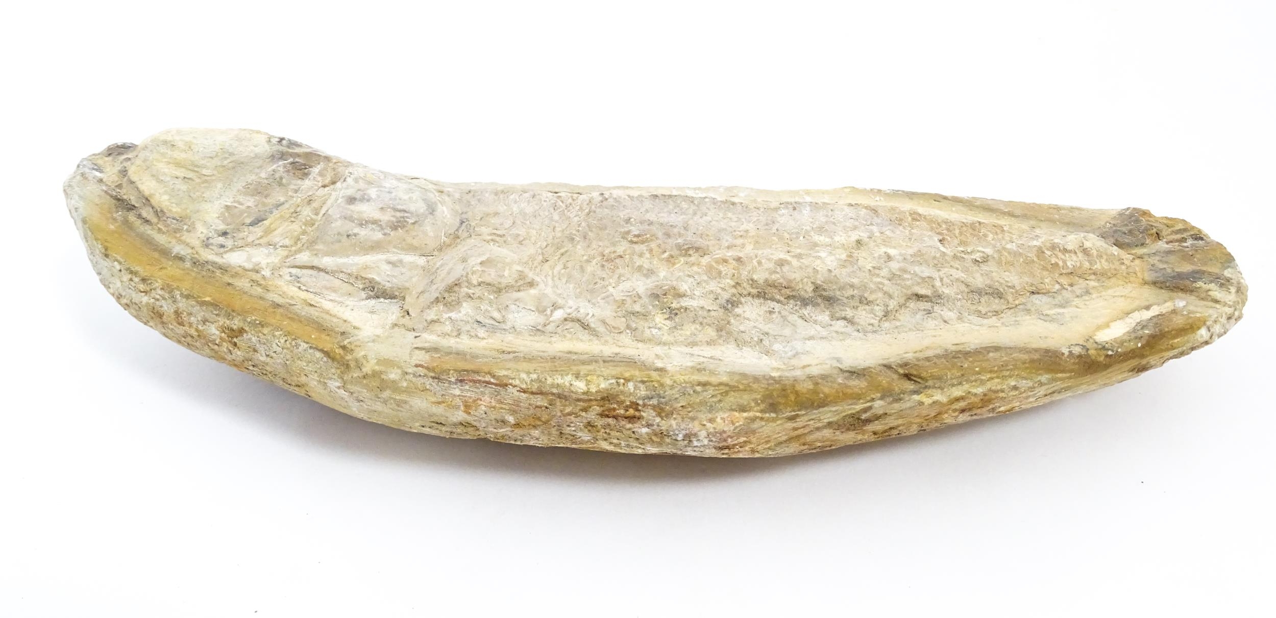 Natural History / Geology Interest: A fossil specimen of a fish. Approx. 8 1/2" wide Please Note - - Image 4 of 6