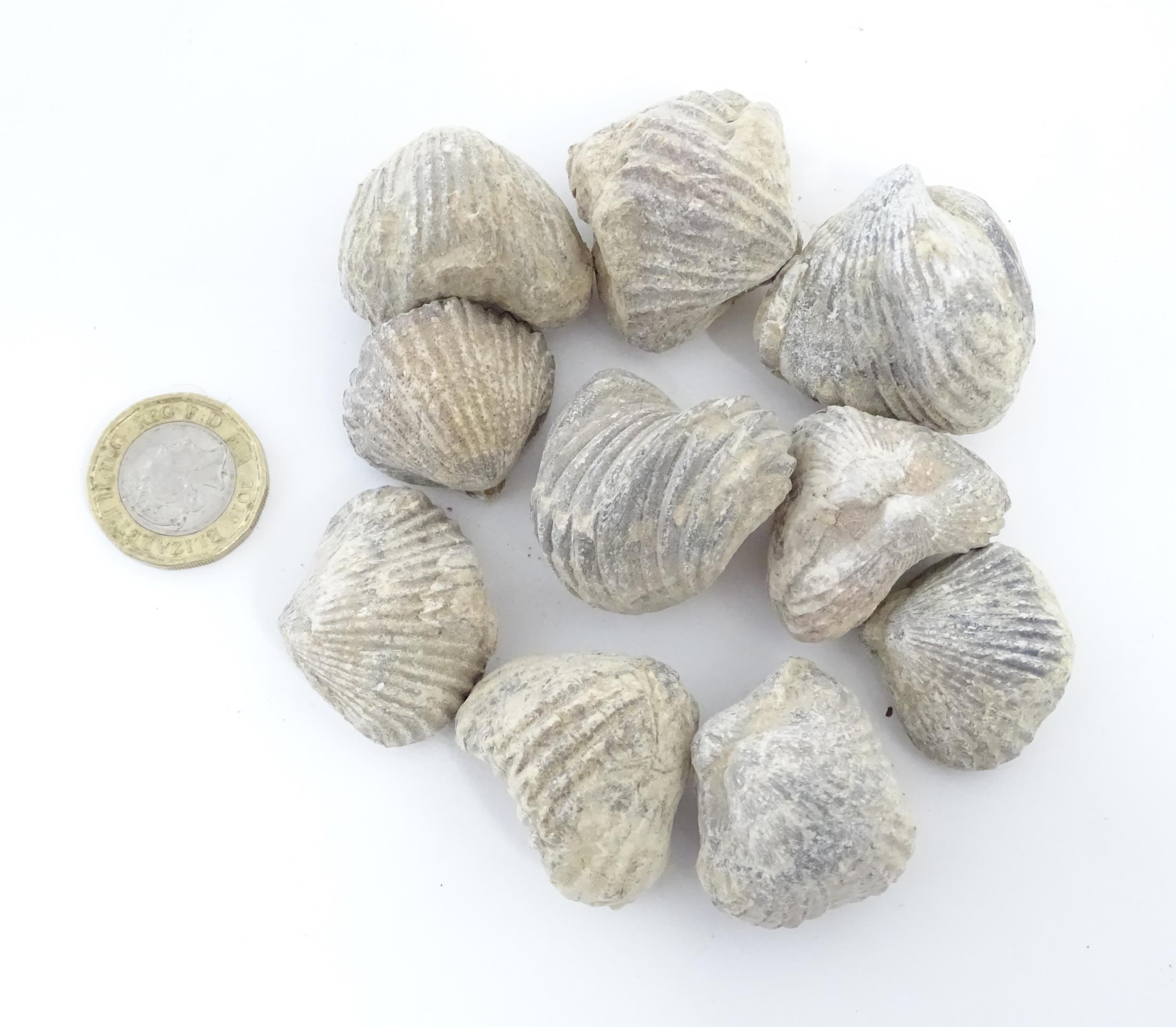 Natural History / Geology Interest: A quantity of Brachiopod fossils, together with four sections of - Image 4 of 14