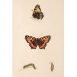 Morris (F. O.). A History of British Butterflies..., London: Groombridge and Sons, 1865, and others