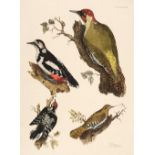 Selby (John Prideaux). A collection of 4 etchings of Passerines [1819 - 34]