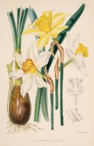 Burbidge (F. W.). The Narcissus: Its History and Culture with Coloured Plates..., 1875