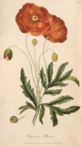 Medical Botany. Medical Botany: or, History of Plants in Materia Medica, 2 vols., 1819-21