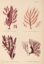 Gatty (Mrs Alfred). British Sea-Weeds, 2 volumes, 1872