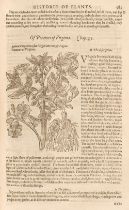 Gerard (John). [The Herball Or Generall Historie of Plantes..., London: John Norton, 1597]