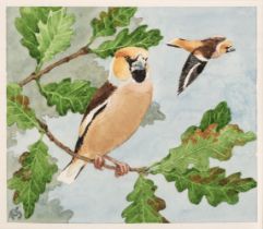 Gillmor (Robert, 1936-2022). Hawfinch, watercolour