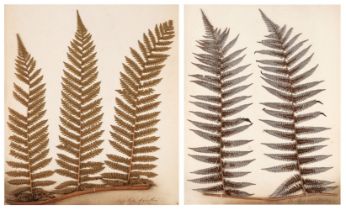 Pressed Ferns. New Zealand Ferns [so titled on upper cover], 1860s
