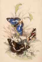 Humphreys (H. Noel). The Genera and Species of British Butterflies..., T. J. Allman,