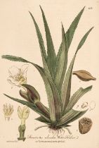 Baxter (William). British Phaenogamus Botany, 6 vols, 2nd ed, 1834-43