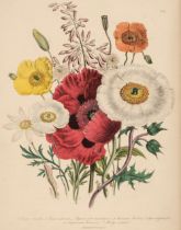 Loudon (Jane). [Ladies' Flower Garden of Ornamental Perennials, London: William Smith, 1841(?)]