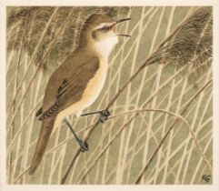 Gillmor (Robert, 1936-2022). Great Reed Warbler, watercolour