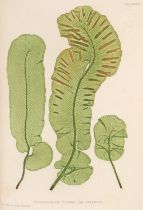 Moore (Thomas). Nature-Printed British Ferns, 2 volumes, 1st octavo edition, 1859