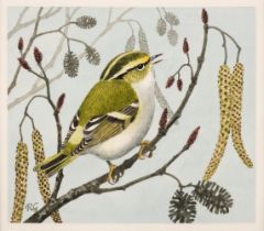 Gillmor (Robert, 1936-2022). Pallas's warbler, watercolpur